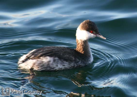 Photo of Horned Grebe - Podiceps auritus